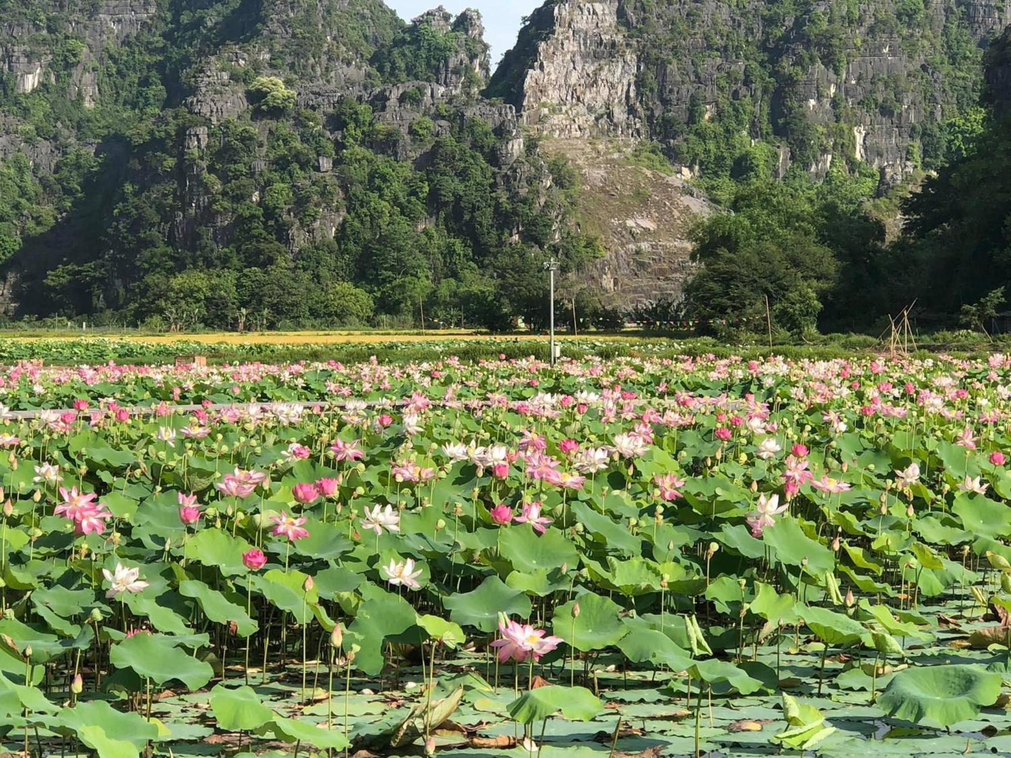 Tam Coc - Thanh Homestay Ніньбінь Екстер'єр фото